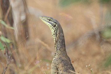 ヒャクメオオトカゲ