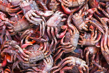 MEDER'S MANGROVE CRAB