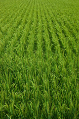 farm[paddy_field]_31