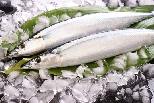 生秋刀魚