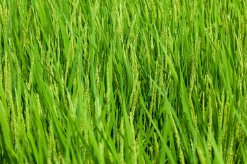 farm[paddy_field]_49