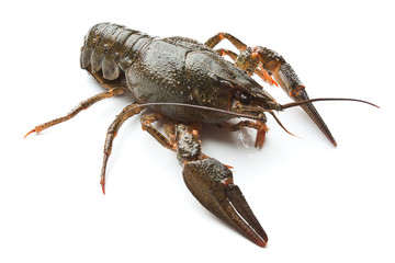 Live crayfish