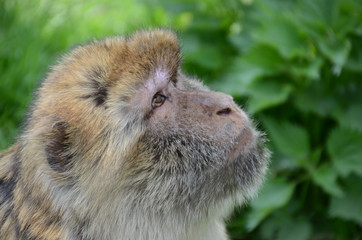 Berberaffe