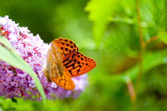 papillon nacr&eacute; de la ronce