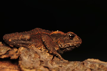 Toad