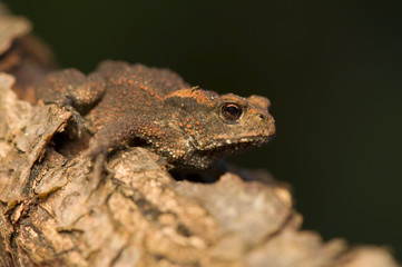 Toad