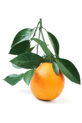 Orange twig with leaf