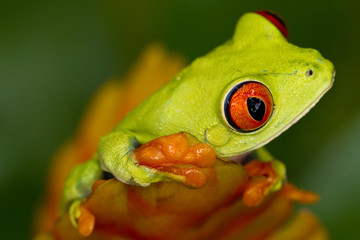 Red eye tree frog