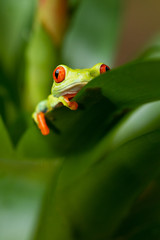 Red eye tree frog