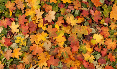 Naklejka na ściany i meble A colorful background image of fallen Autumn leaves