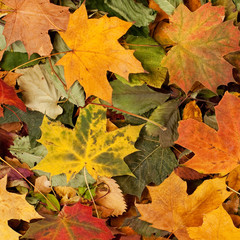 A colorful background image of fallen Autumn leaves