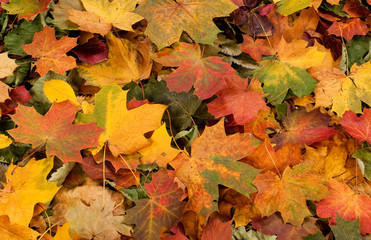 A colorful background image of fallen Autumn leaves