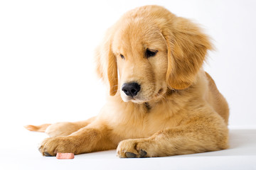 Golden Retriever Puppy staring at dog treat