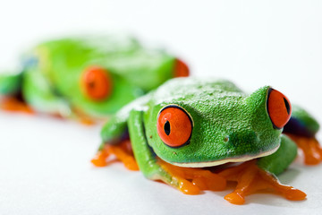 Red Eyed Tree Frog following leader