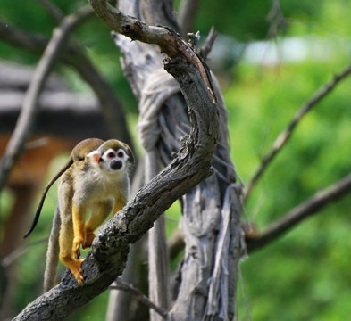 common squirrel monkey with baby