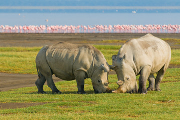 rhinos in lake nakuru national park, kenya - obrazy, fototapety, plakaty