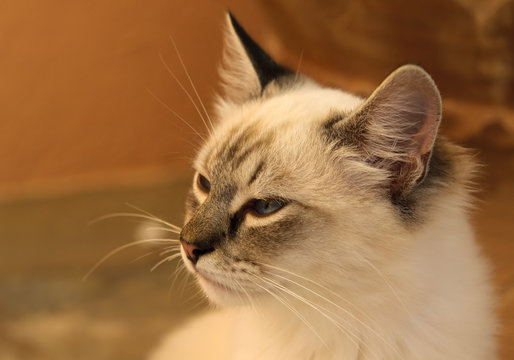 Close-up image of a cat