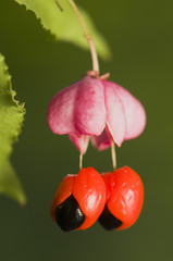 Euonymus europaeus