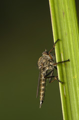 Asilidae