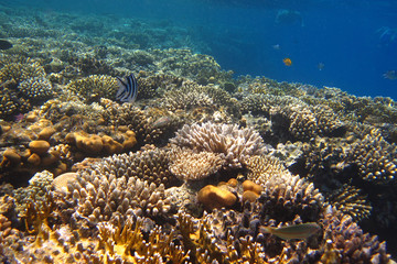 viele korallen