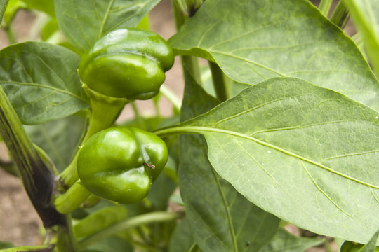 Piemientos verdes peque&ntilde;itos