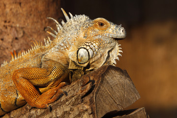 Grüner Leguan (braunes Exemplar)