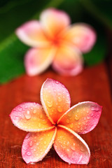 Obraz na płótnie Canvas Drop of water on Plumeria, tropical flower