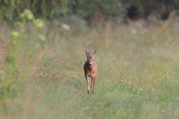 Reh, Roe deer, Capreolus capreolus