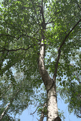 Crown of a birch