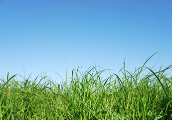 Green grass and blue sky