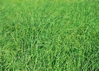 Summer green grass