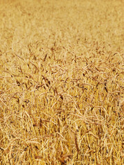 Wheat field