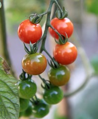 grappe de tomates cerises