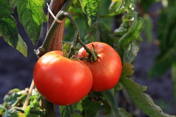 plant de tomates au jardin