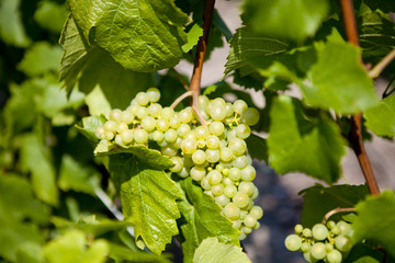 Vignes de Champagne_3