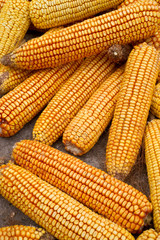 Dried corn background