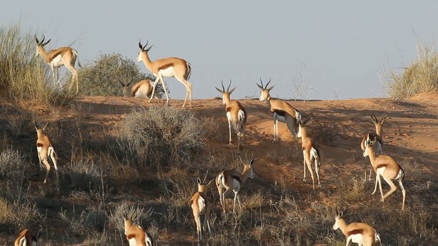 Springbok antelopes walking over a sand dune