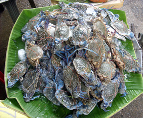 Crabs for sale at Thai market