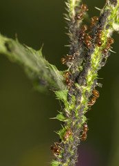 Ants milking aphids