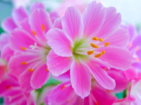 イワハナビ の画像 11 件の Stock 写真 ベクターおよびビデオ Adobe Stock