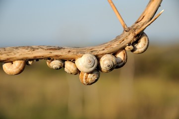 Snails