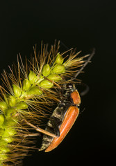 Strictoleptura rubra