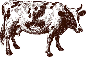 Cow