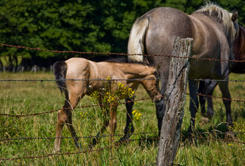 cavalli in libertà