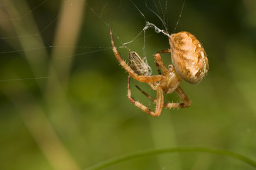 Araneus diadematus - attack