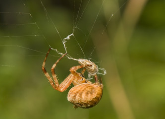 Araneus diadematus - Wrap the victim