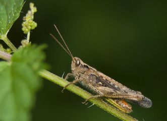 grasshopper