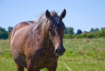 Obraz premium cavalli in libertà