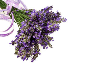 Lavendel