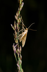 tiny moth, grass